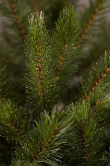 Елка Лесная Красавица 155 см., леска+пвх, Triumph Tree (73240)