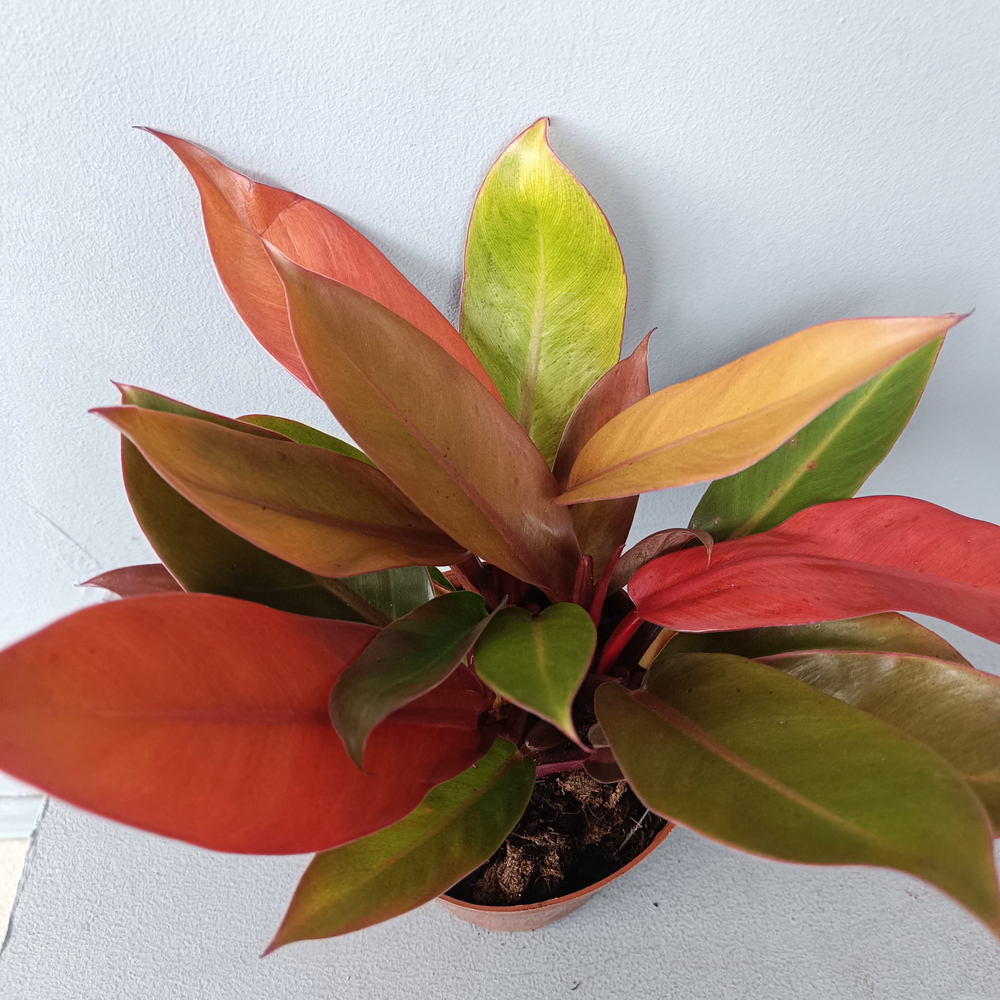 Филодендрон Принц Орандж