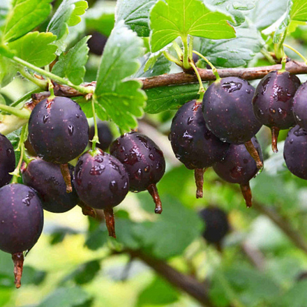 Крыжовник Челябинский слабошиповатый