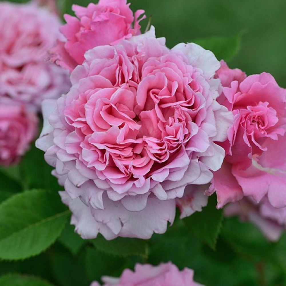 Роза плетистая Bienvenue