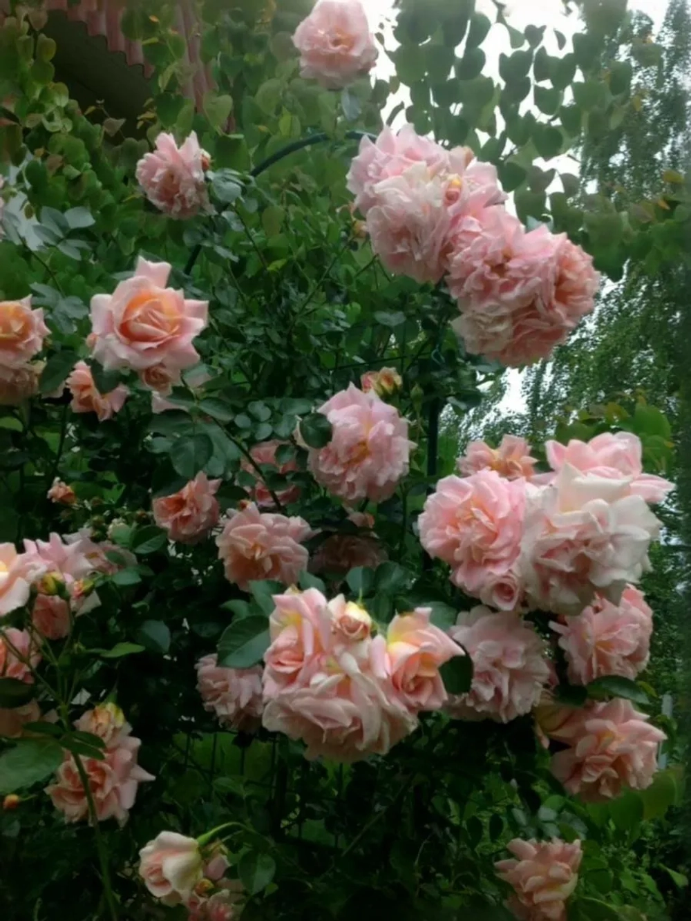 Роза плетистая Моргенгрусс