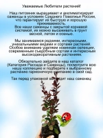 Барбарис Ред рокет Красная ракета