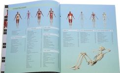 Анатомия человека 360°. Иллюстрированный атлас