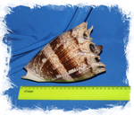 Cymbiola imperialis размер
