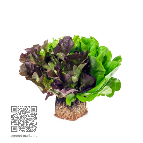 Ксодос_семена_салата_дуболистного_Rijk_Zwaan_купить – фото 2