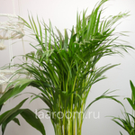 Хризалидокарпус 19/100