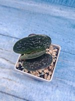Adromischus Maculatus (Адромискус)