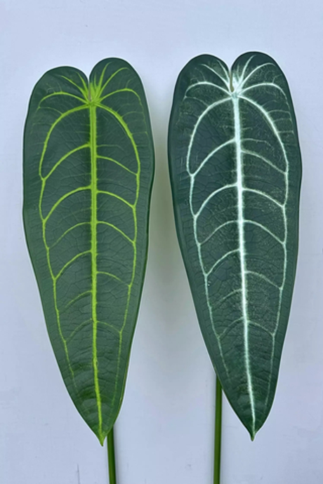 Антуриум Варока 82см