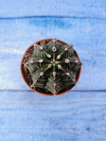 Gymnocalycium Friedrichii (Гимнокалициум)