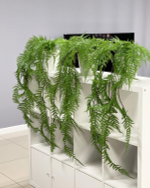 Папоротник чешуйчатые листья СМ 120см