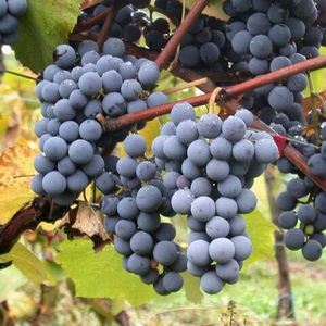 Гролло (фр. Grolleau) - красный сорт винограда