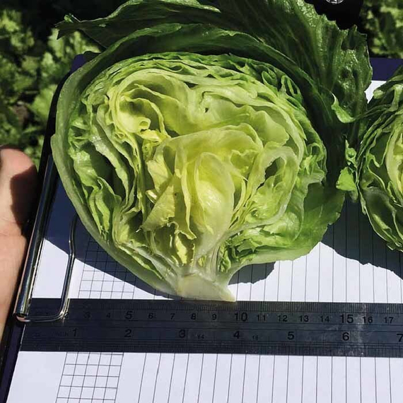 Темплин семена салата айсберг (Nunhems / ALEXAGRO) культура – фото 2