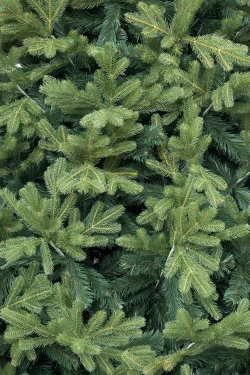 Искусственная ель Дворцовая 6 м., Литая хвоя + ПВХ, ЕлкиТорг (148600)