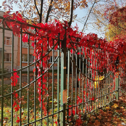 Грифон
