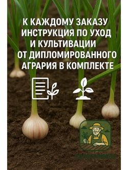 Чеснок посадочный озимый Командор (Франция)