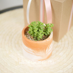 Суккулент в кашпо №7