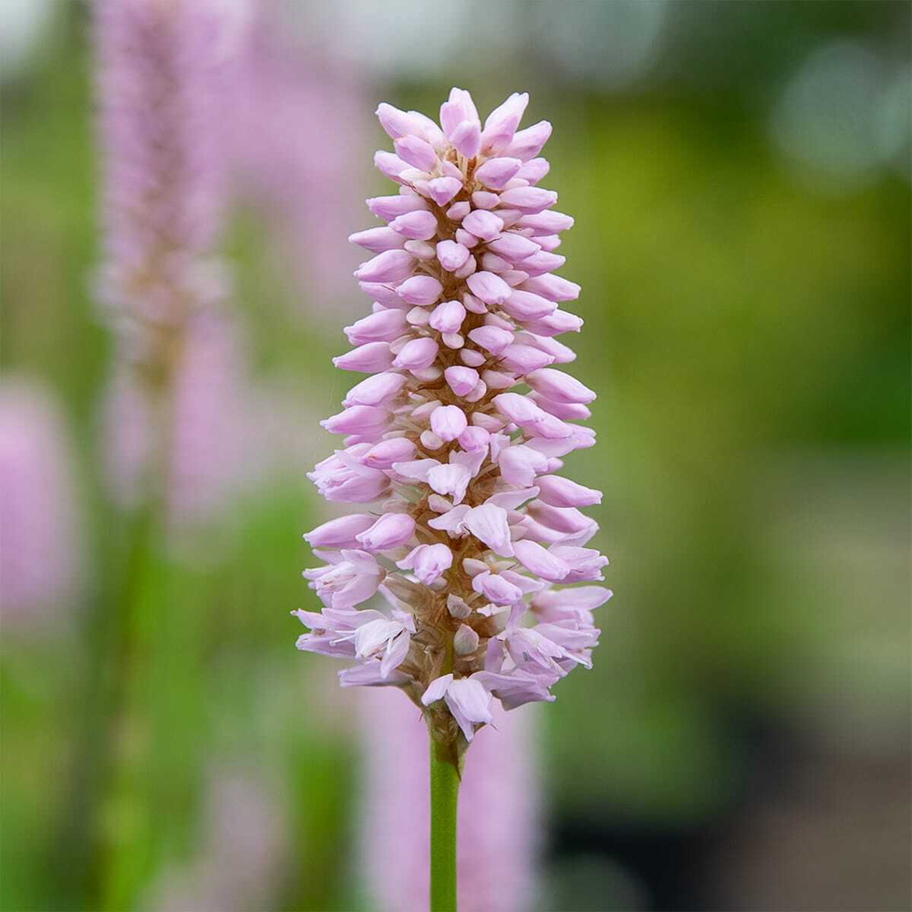 Горец змеиный "Superba". Persicaria bistorta "Superba".