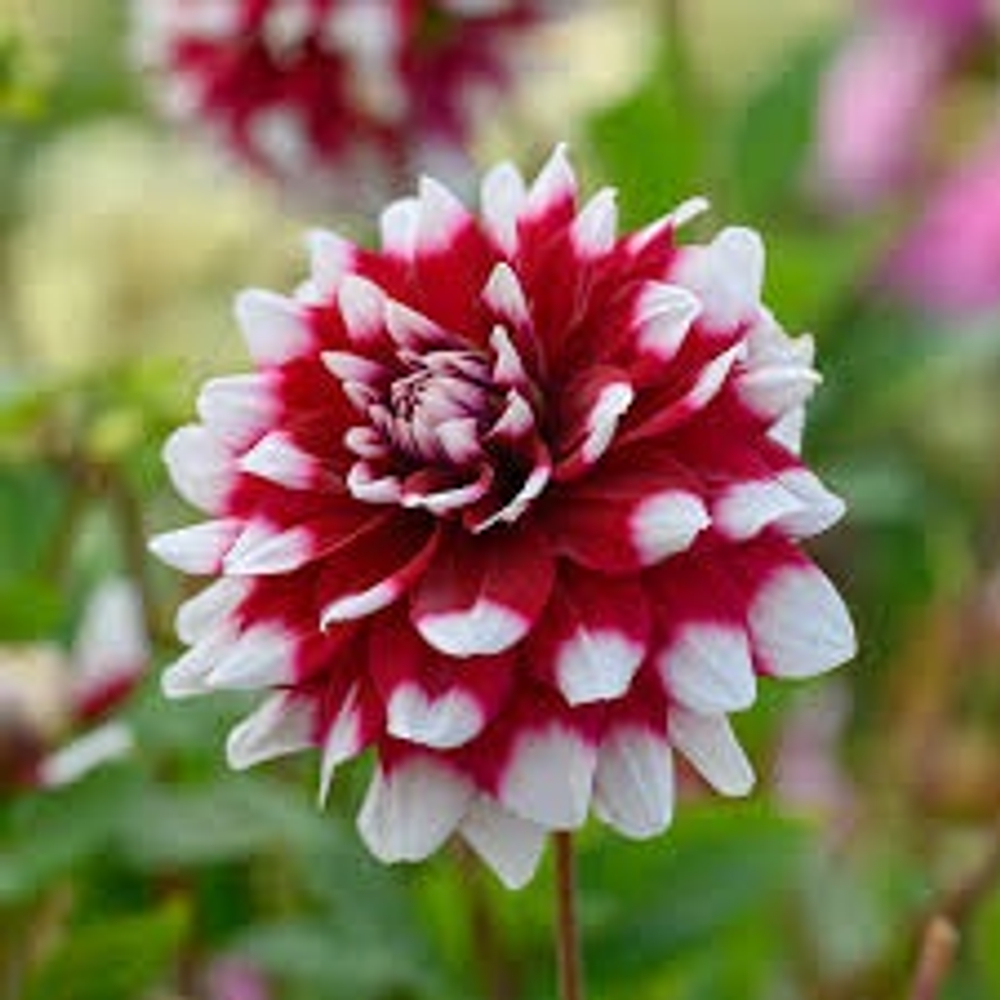 Георгин Мистери дей (Мystery day)