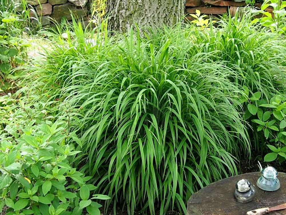 Коротконожка лесная. Brachypodium sylvaticum.