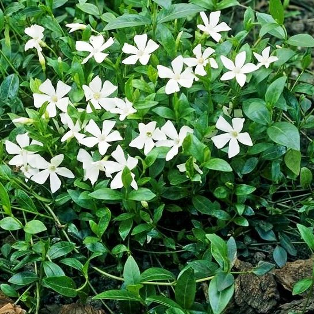 Барвинок minor Alba