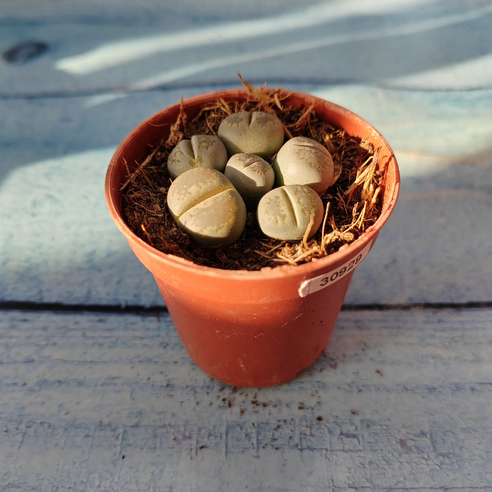 Lithops sp. (Литопсы)