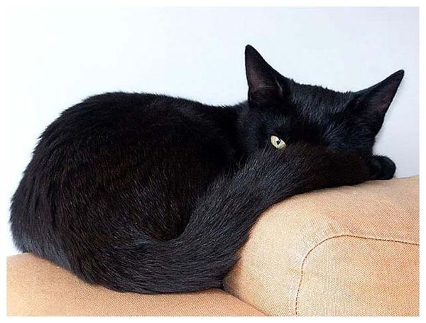 Неприятности с кошками, на которые мало кто обращает внимание