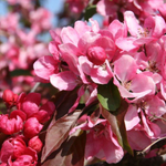 Яблоня декоративная Долго С15 160-200