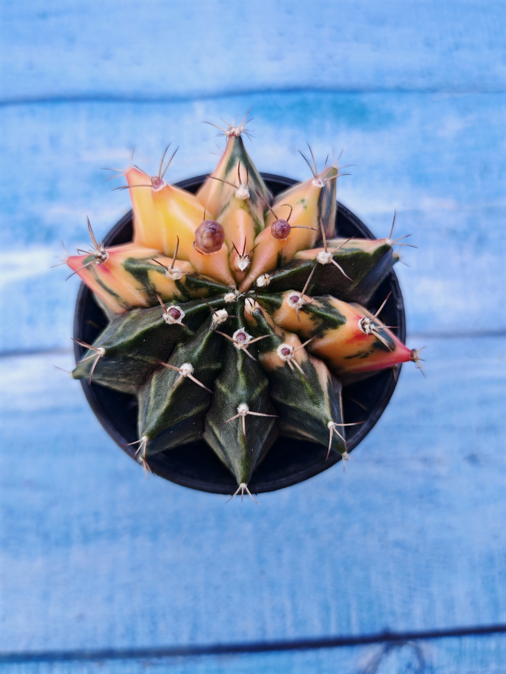 Gymnocalycium Variegata (Гимнокалициум Вариегатный)