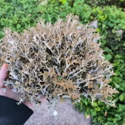 Цетрария (исландский мох), "Белкин снек", 50 г