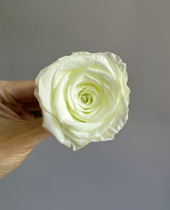 Роза классическая светло-зеленая d=4-5 см (упак 8 шт)