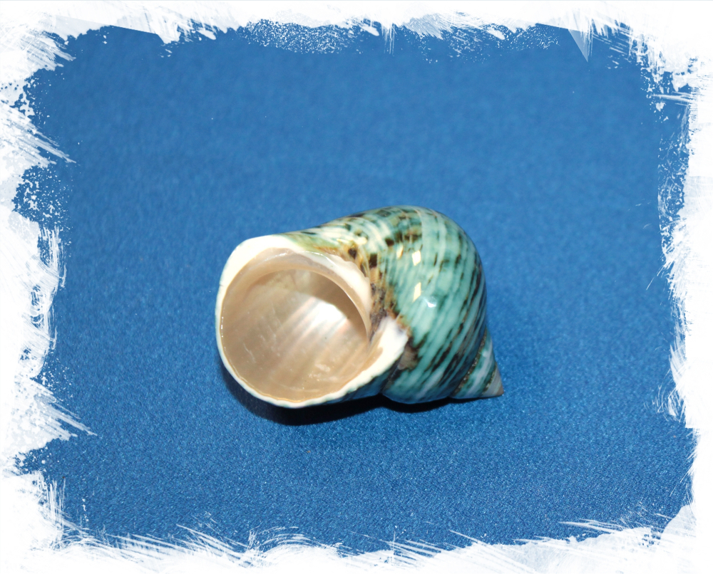 Турбо Среброустый полированный, 3-4см, 1шт