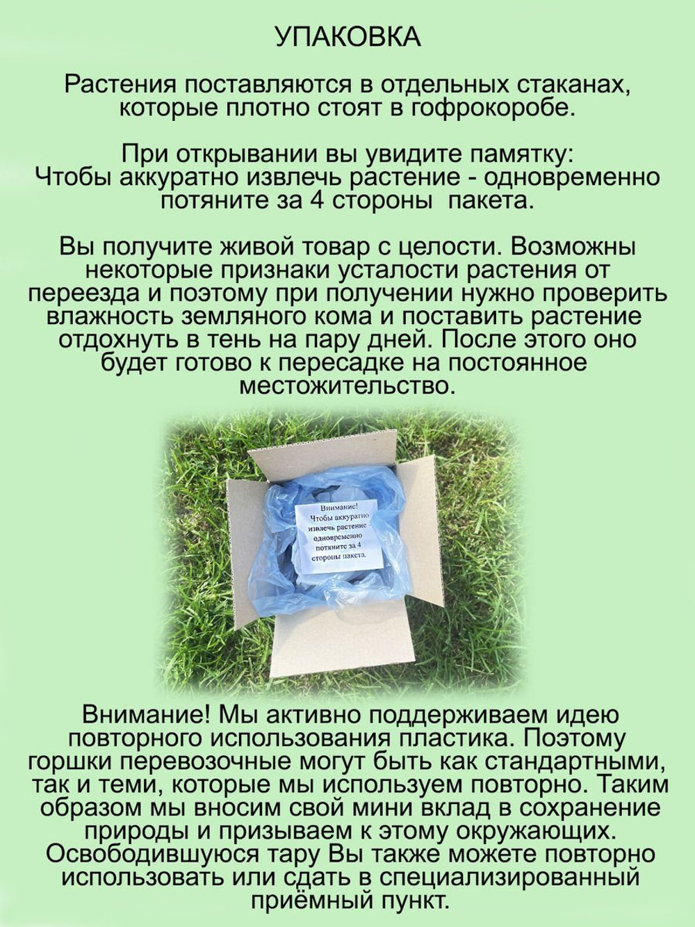 Живучка ползучая Вариегата аюга