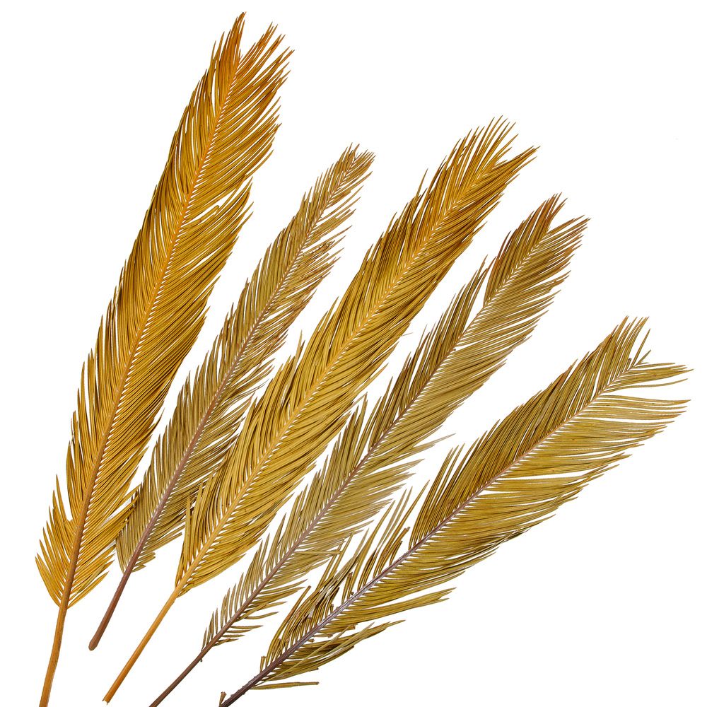 Сухоцветы "Пальмовый лист" H80см (5шт) (Натуральный)