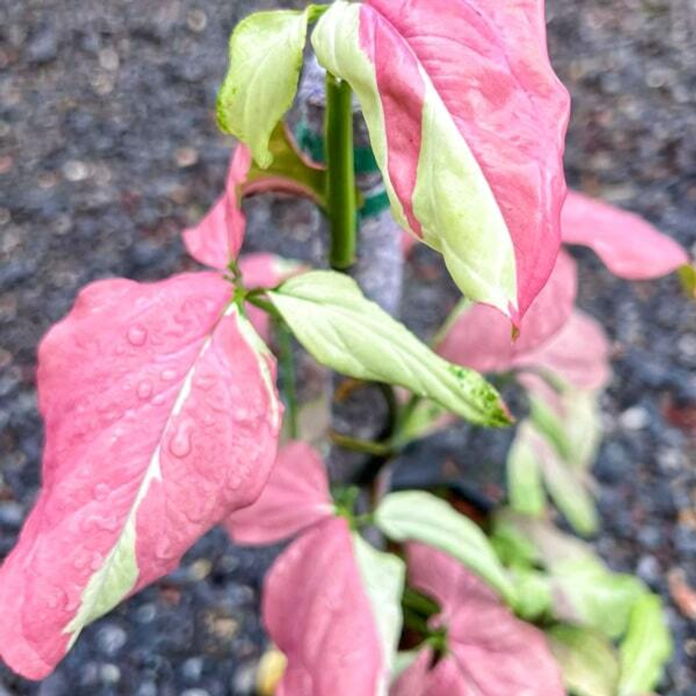 Сингониум RASPBERRY VAR