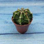 Gymnocalycium Friedrichii (Гимнокалициум)