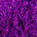 Соль Мёртвого моря для ванны Экзотические фрукты Shunga Oriental Crystals 500г