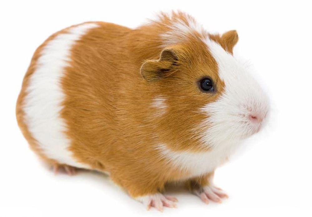 МОРСКАЯ СВИНКА, S (код 760) МОРСКАЯ СВИНКА, S (код 760)