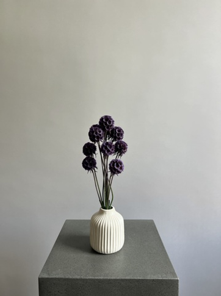 Скабиоза сиреневая