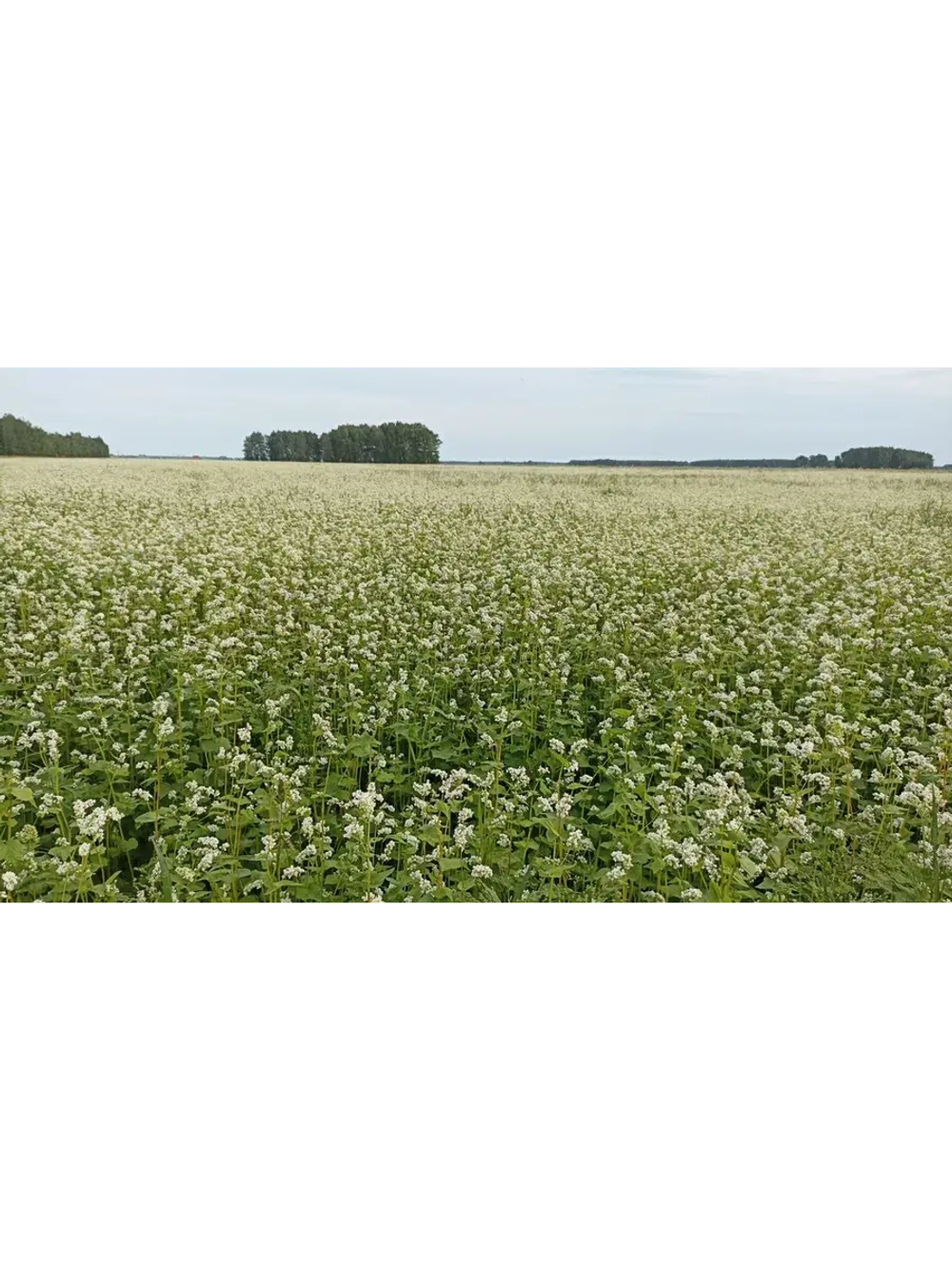 Гречка зеленая непропаренная органическая 5 кг