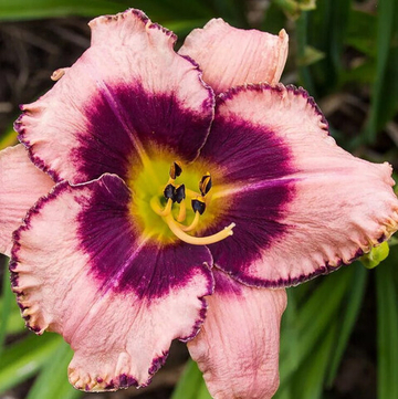 Лилейник Даринг Десепшн