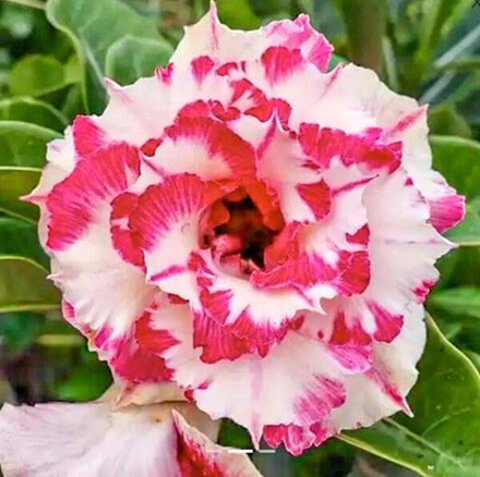 Адениум обесум 289 Dung Nhi ĐB