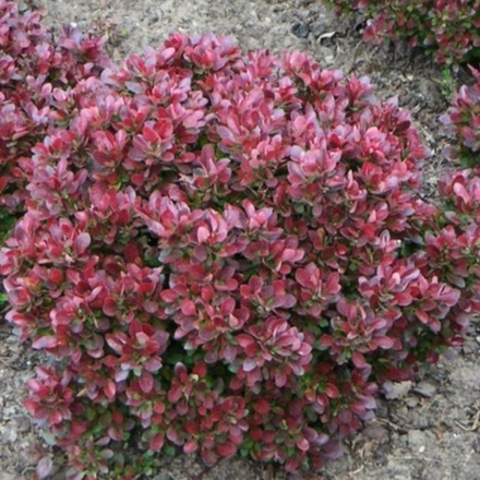 Барбарис "Атропурпуреа Нана"