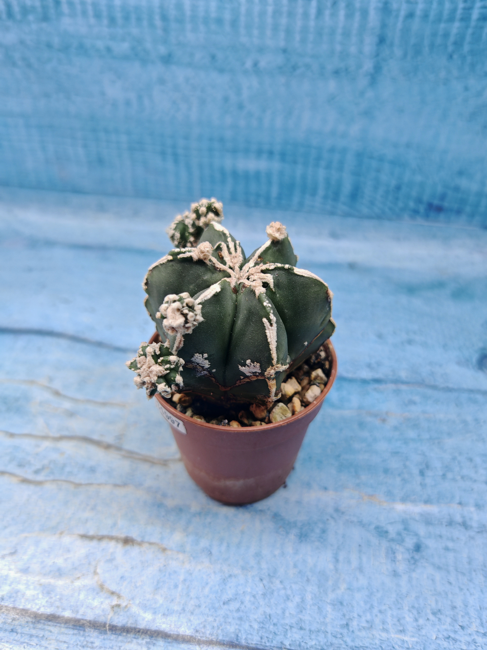 Astrophytum Myriostigma "Hakujo Fukuryu" (Астрофитум)