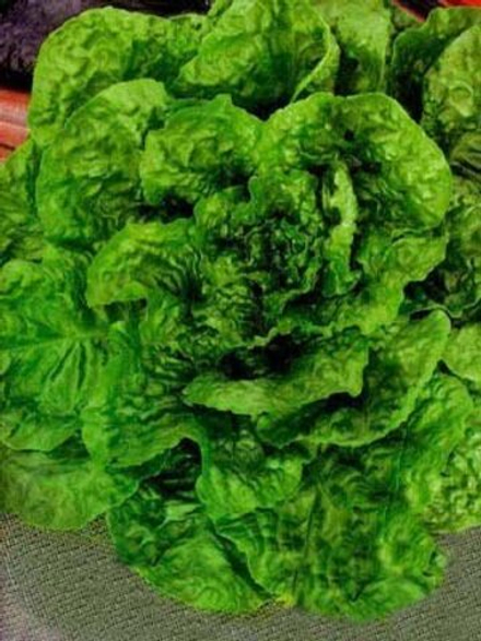 Салат Изумрудный 0,5г Б Гавриш