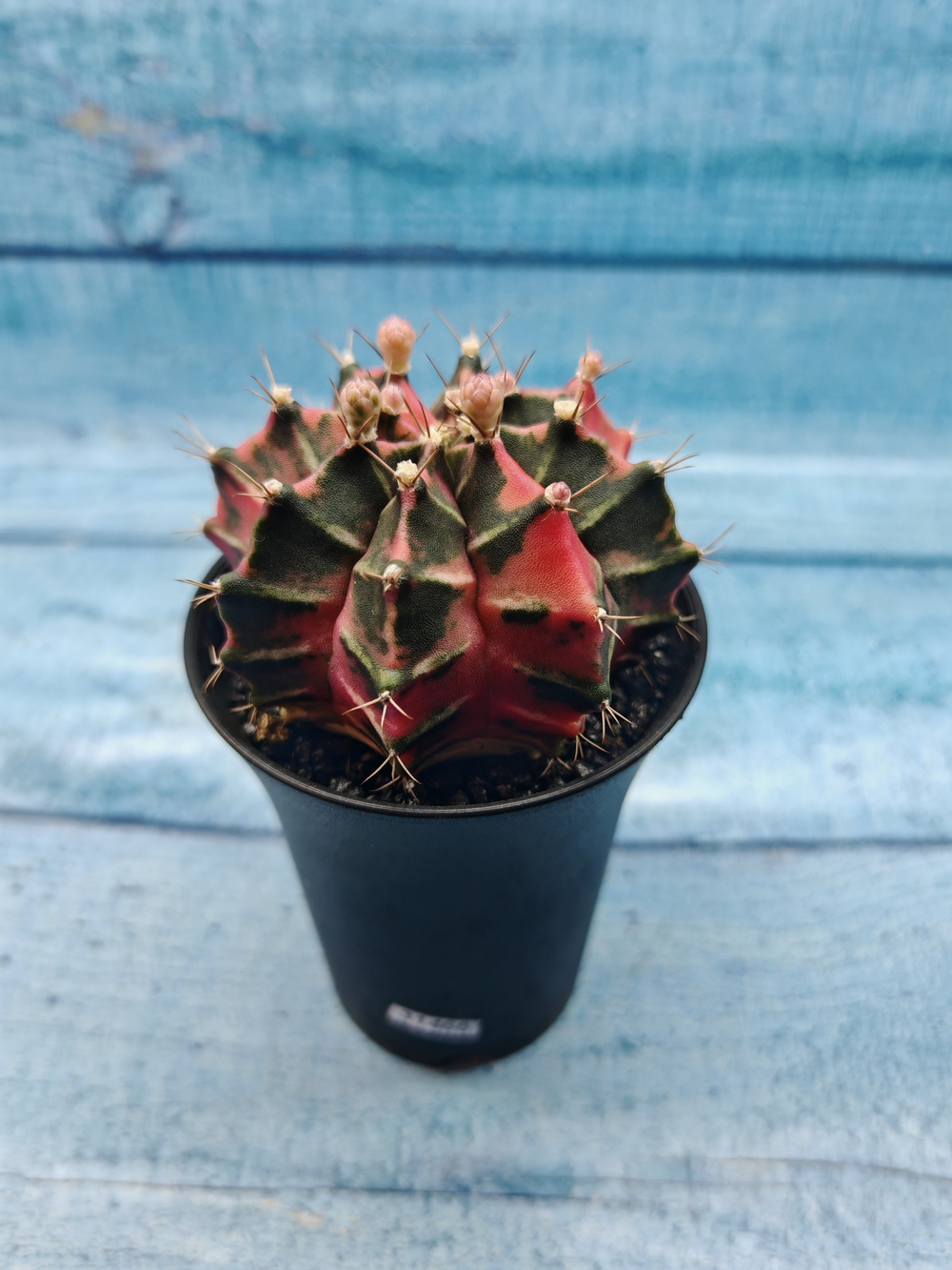 Gymnocalycium Variegata (Гимнокалициум Вариегатный)