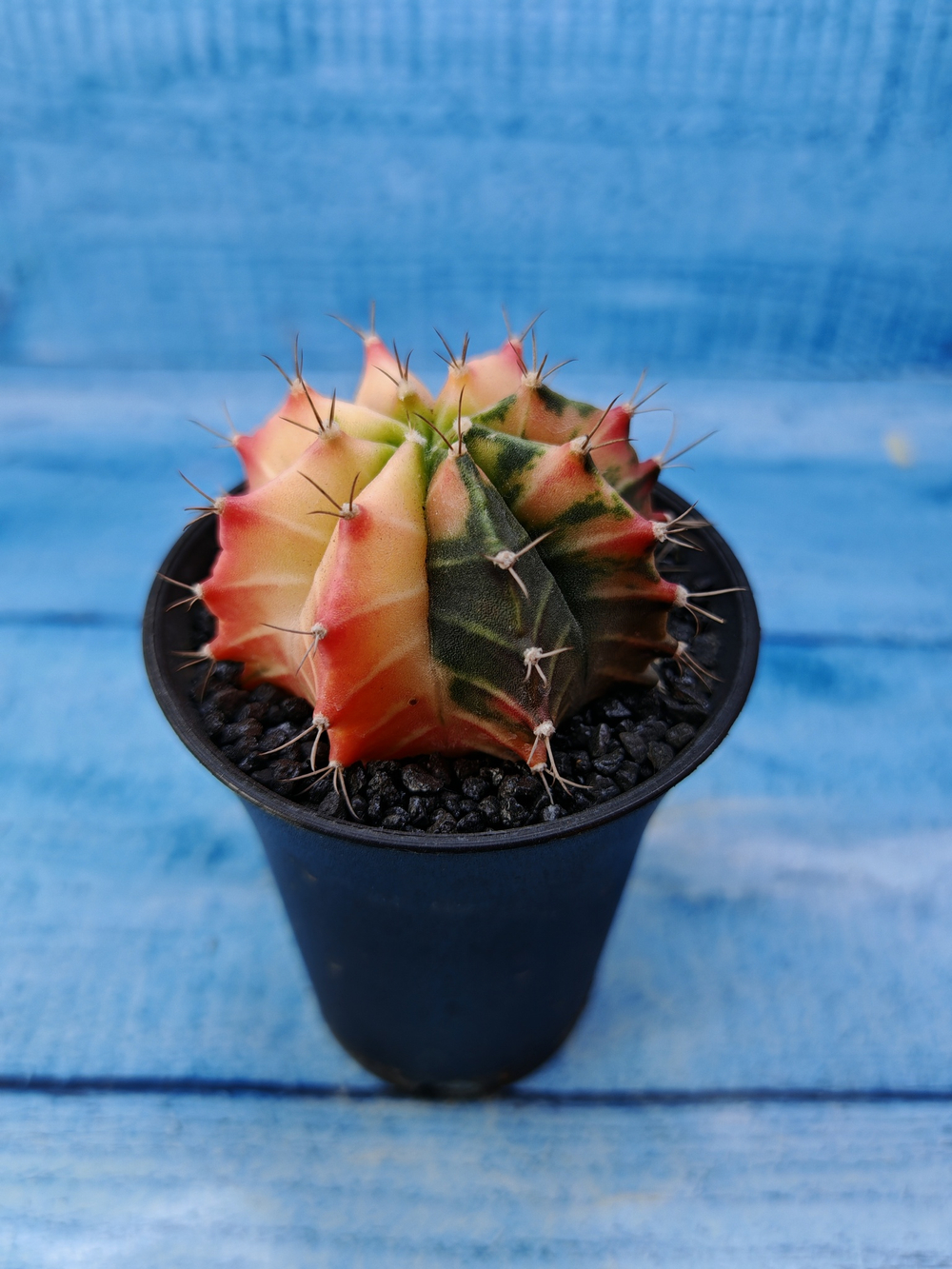 Gymnocalycium Variegata (Гимнокалициум Вариегатный)