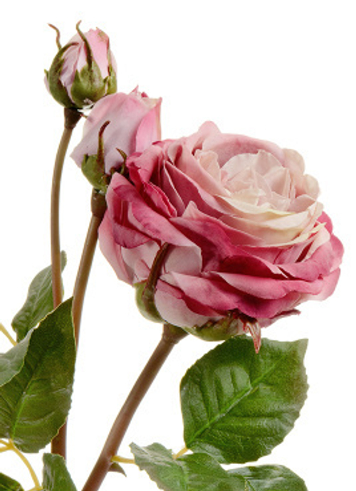 Роза Дэвид Остин Мидл ветвь пудрово-розово-малиновая