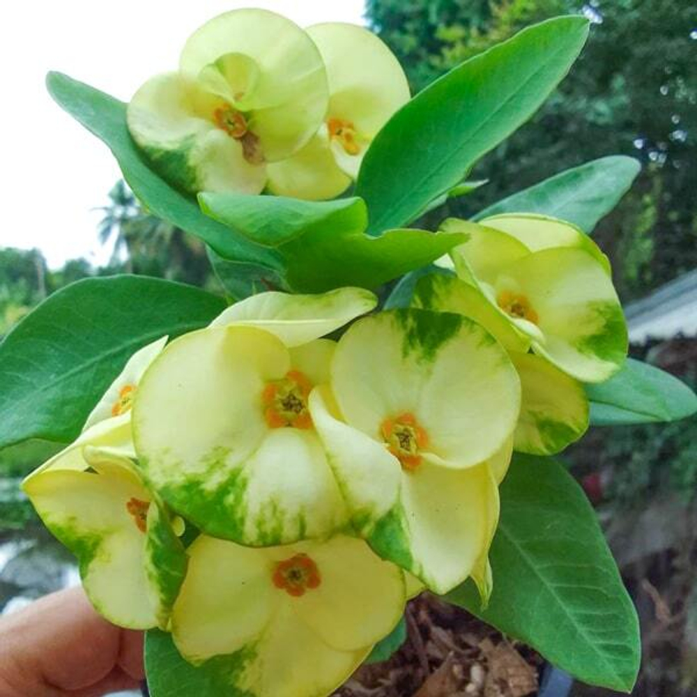 Эуфорбия Миля THANU THONG