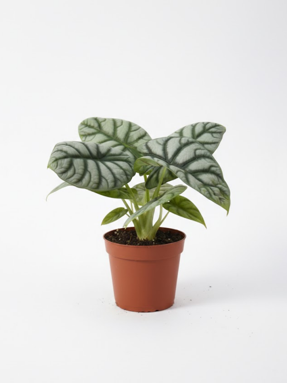 Алоказия White Rhinoceros (30) д.11