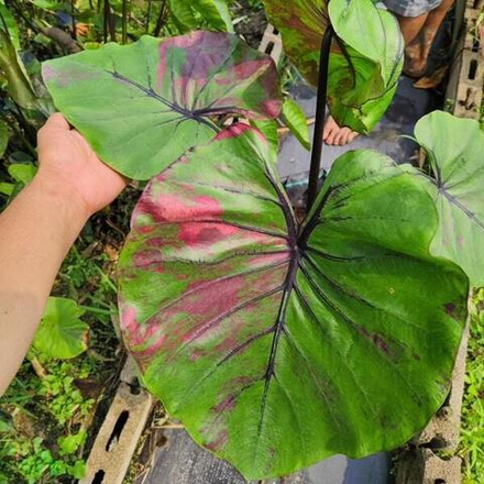 Колоказия PHARAOH MASK PINK VAR